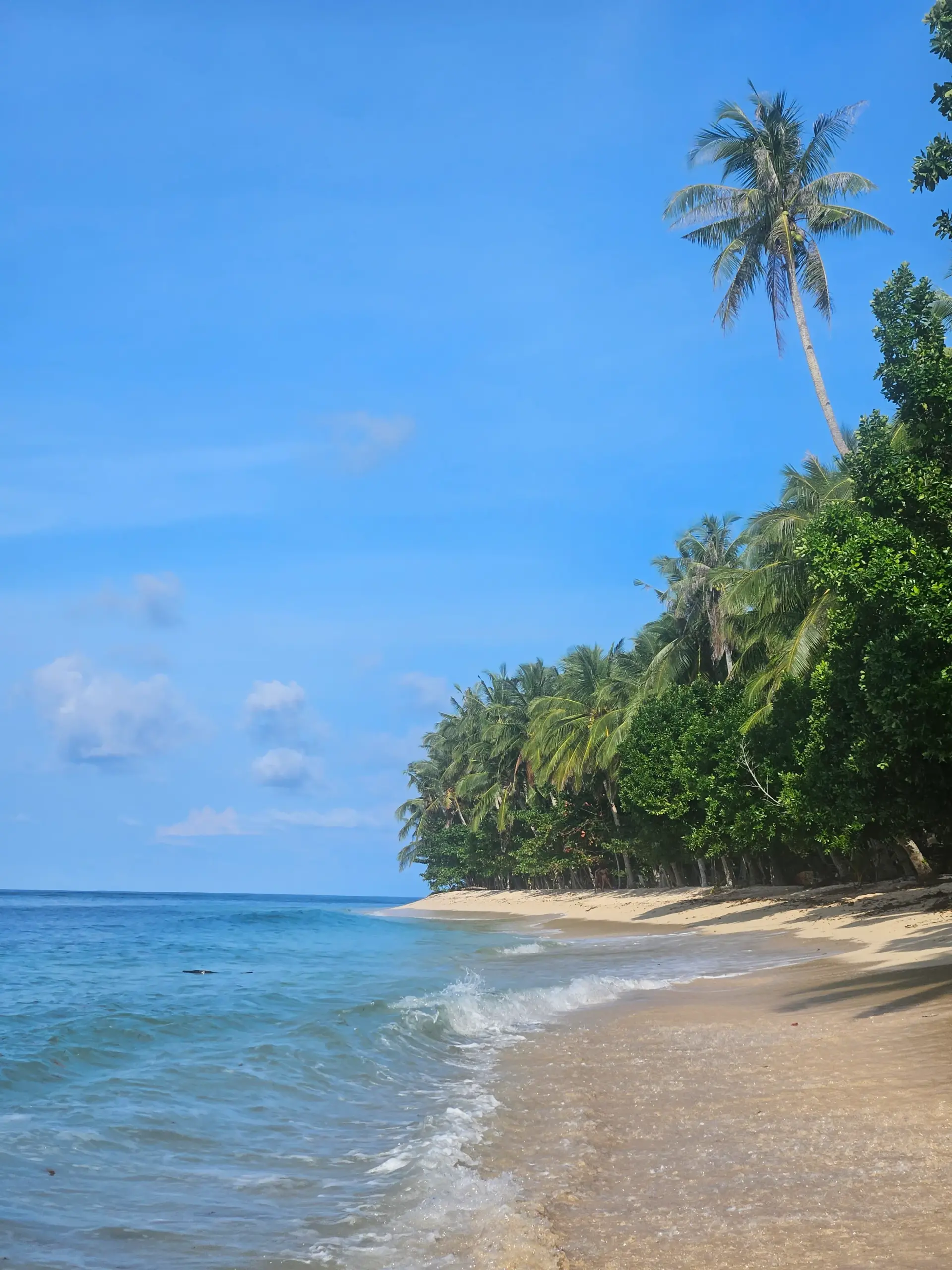Palm-lined tropical beach shoreline with turquoise waves and clear blue sky in Siargao Philippines